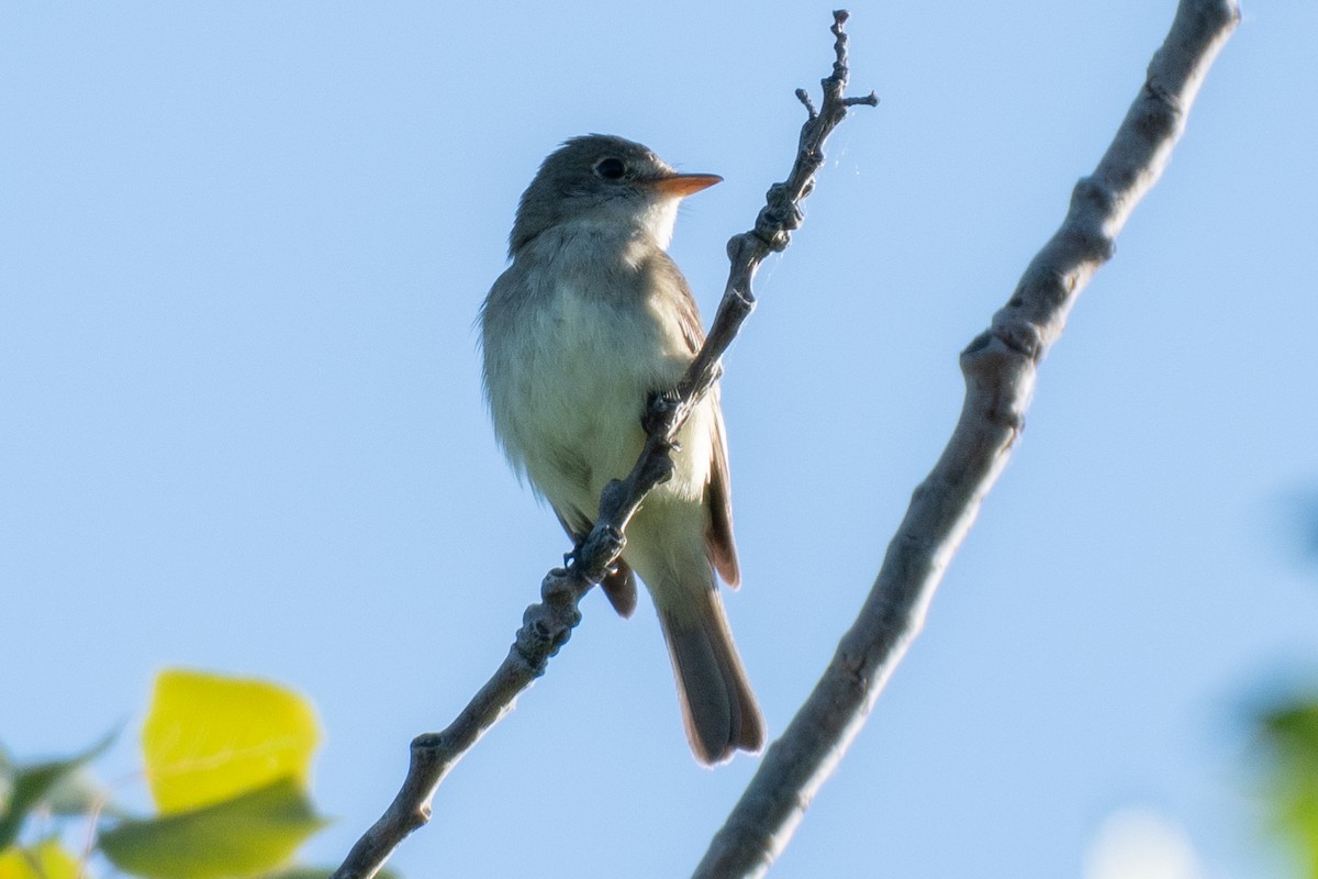 Willow Flycatcher - ML440576741