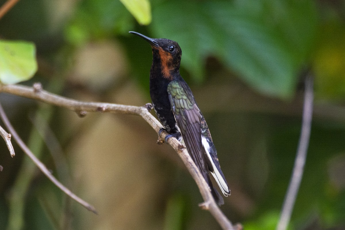 Black Jacobin - ML440577611