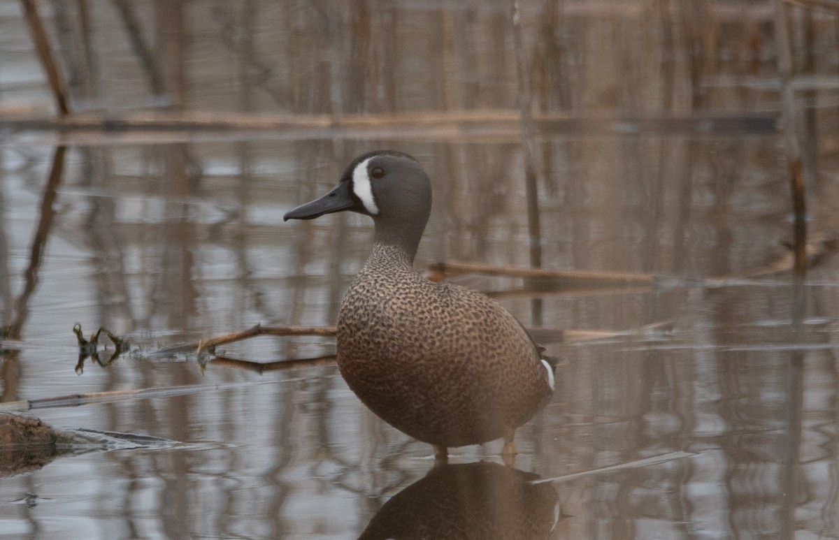 blåvingeand - ML440578061