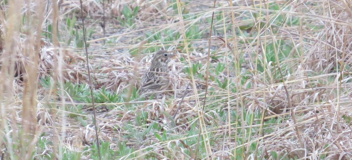 Vesper Sparrow - ML440578701