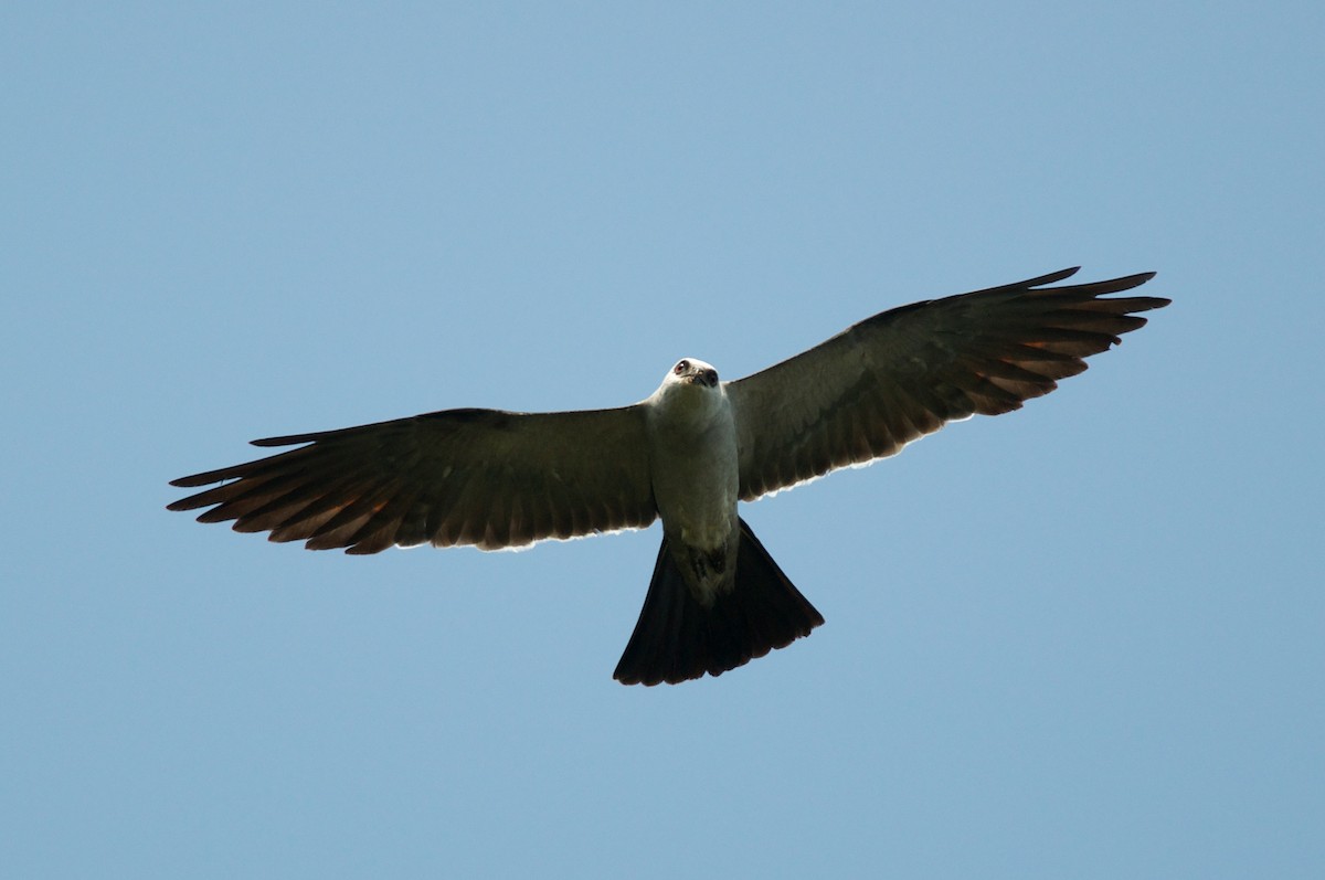 Mississippi Kite - ML44057891