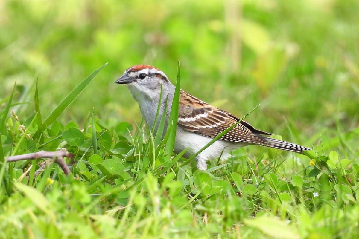 Chipping Sparrow - ML440579951