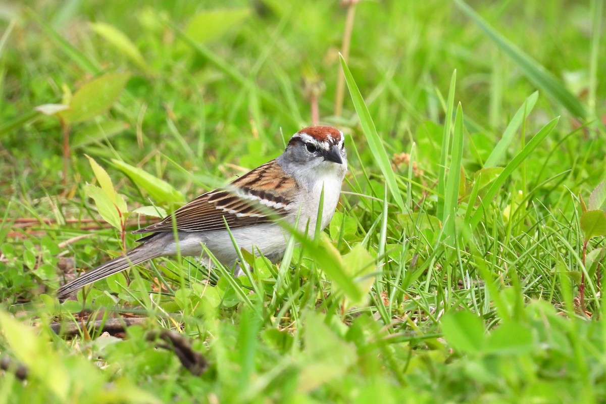Chipping Sparrow - ML440580181