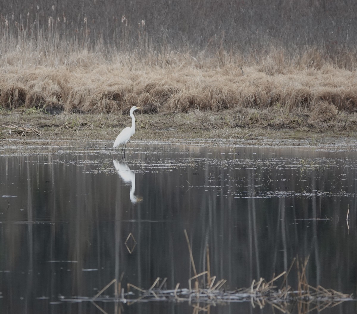 Great Egret - ML440580671