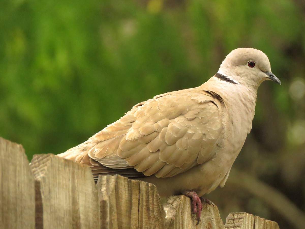 Eurasian Collared-Dove - ML440580861