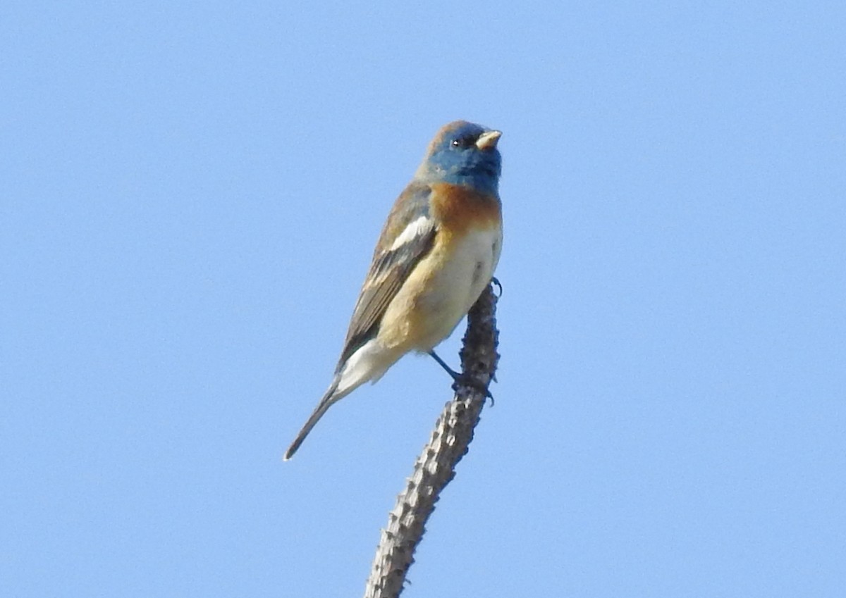 Lazuli Bunting - ML440581651