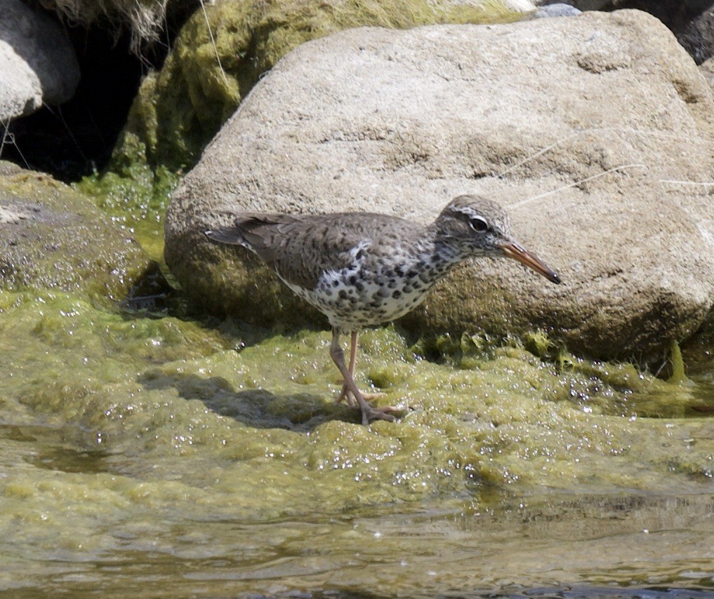 Spotted Sandpiper - ML440581781