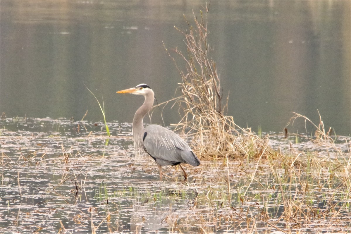 Great Blue Heron - ML440582121