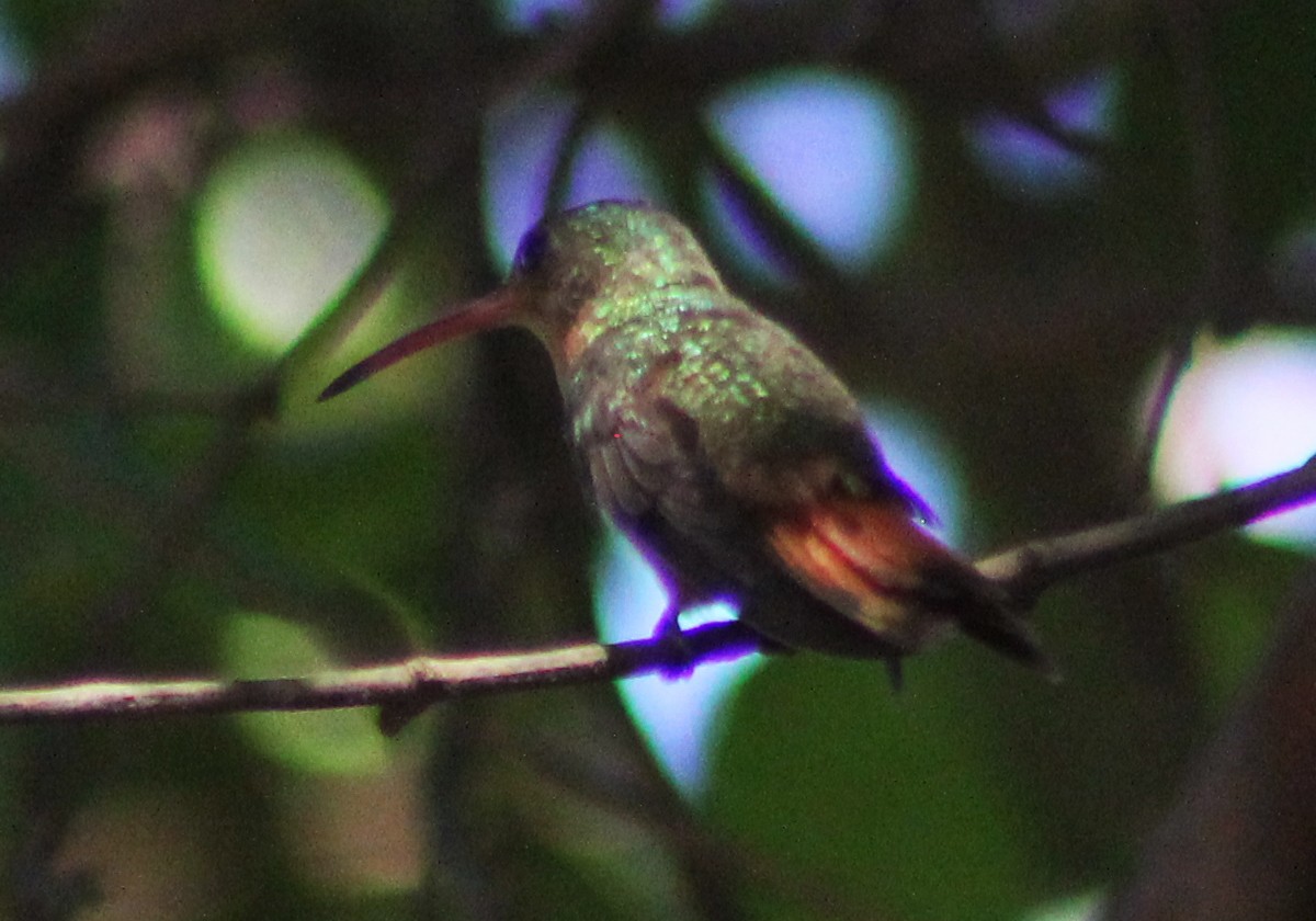 kolibřík ryšavý - ML44058221