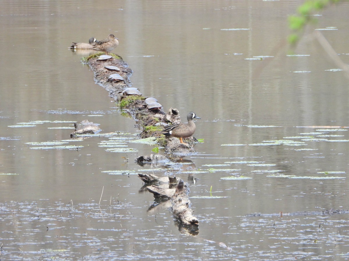 Blue-winged Teal - ML440582441