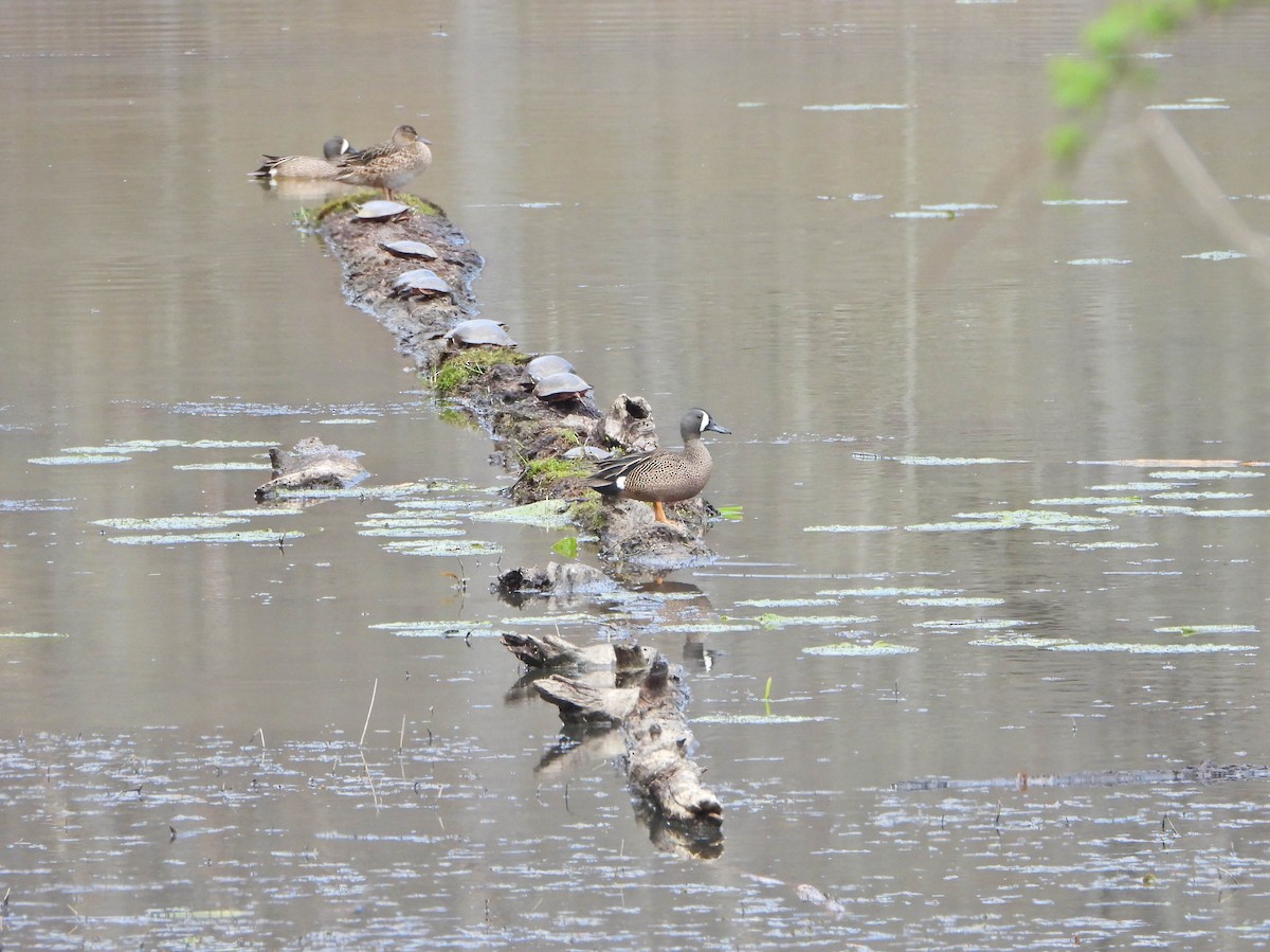 Blue-winged Teal - ML440582441