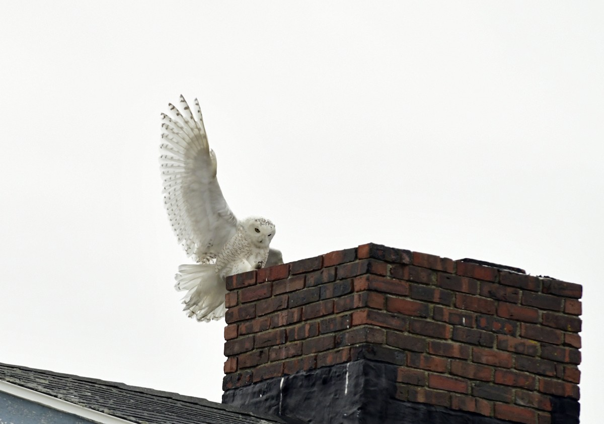 Snowy Owl - Steve Bennett