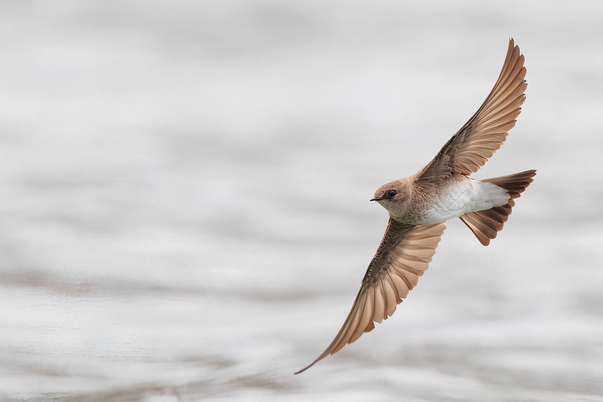 Northern Rough-winged Swallow - Brian Stahls