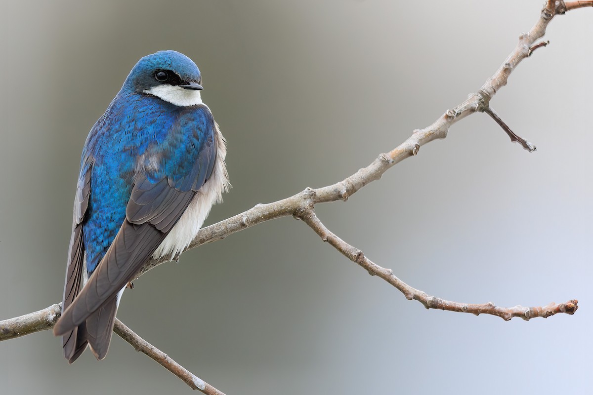 Tree Swallow - ML440582981