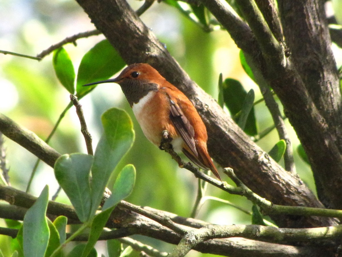 Rufous Hummingbird - Lora Reynolds