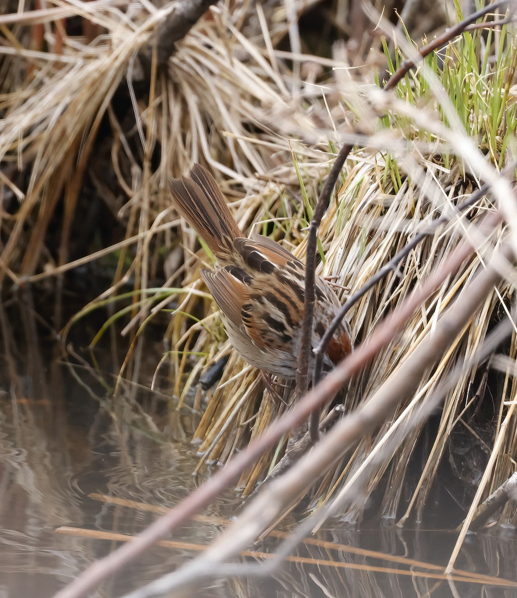 Swamp Sparrow - Scott Sneed