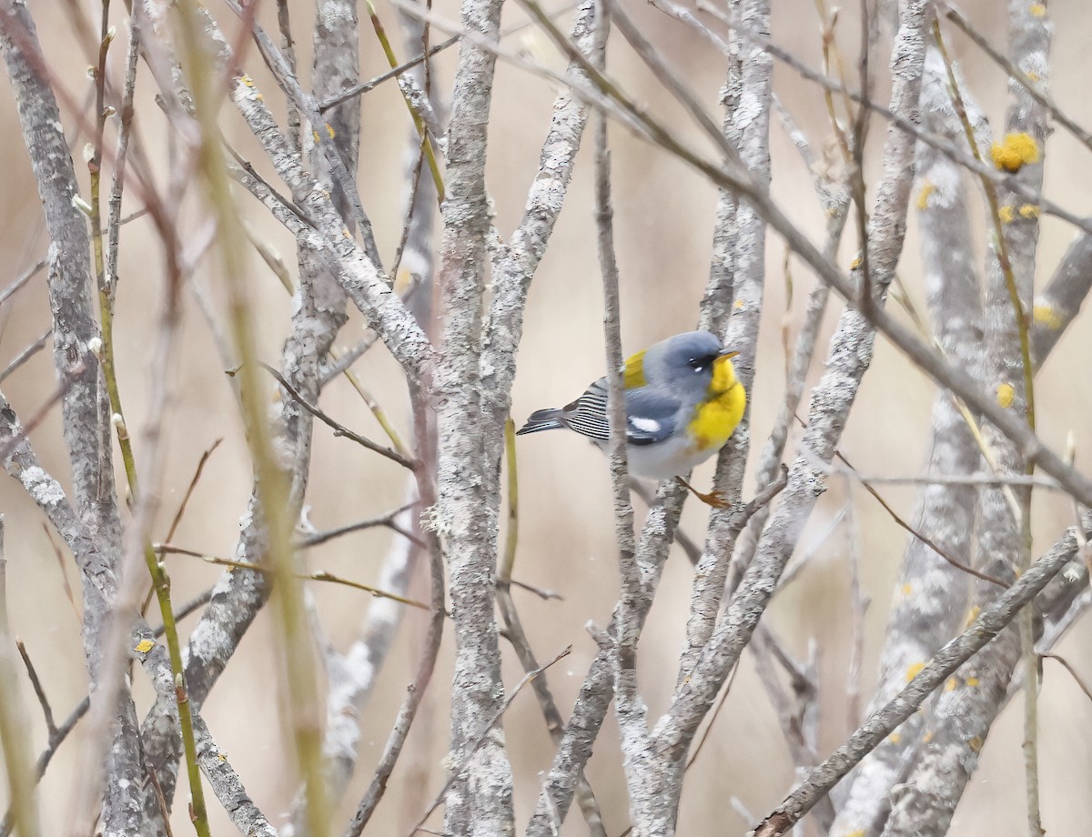 Northern Parula - Scott Sneed