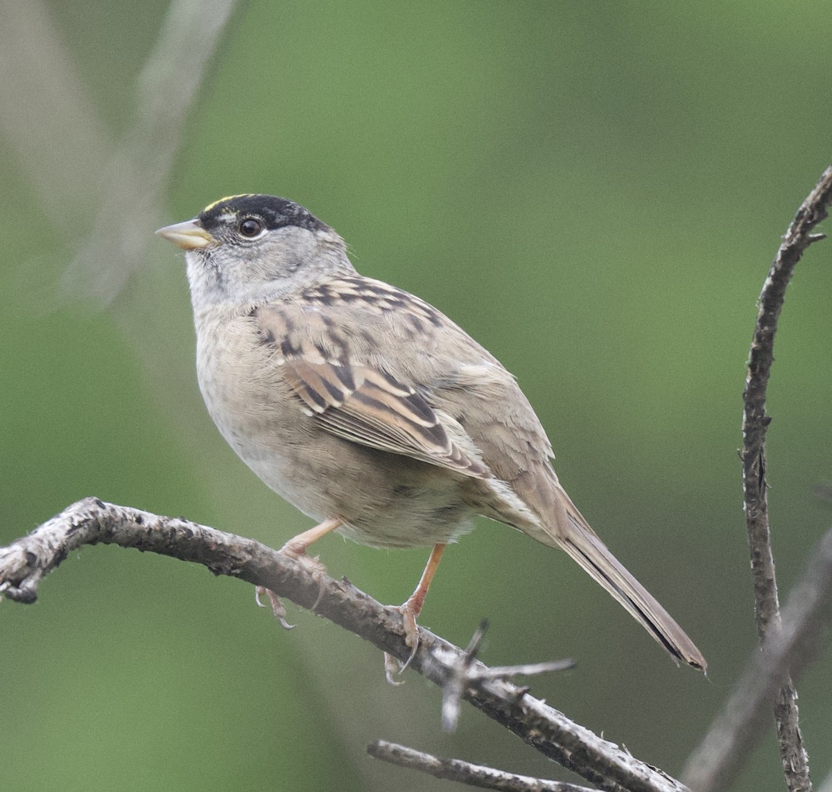 Golden-crowned Sparrow - ML440584351