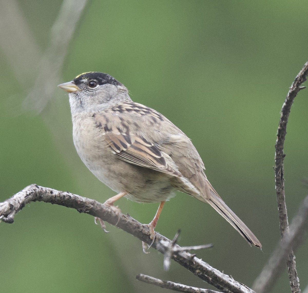 Bruant à couronne dorée - ML440584351