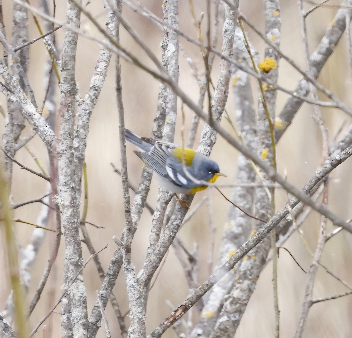 Northern Parula - Scott Sneed