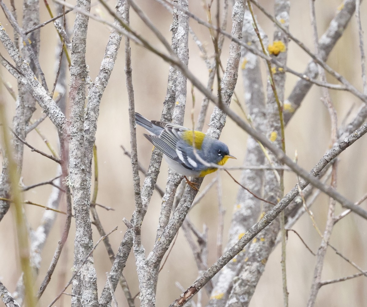 Northern Parula - Scott Sneed