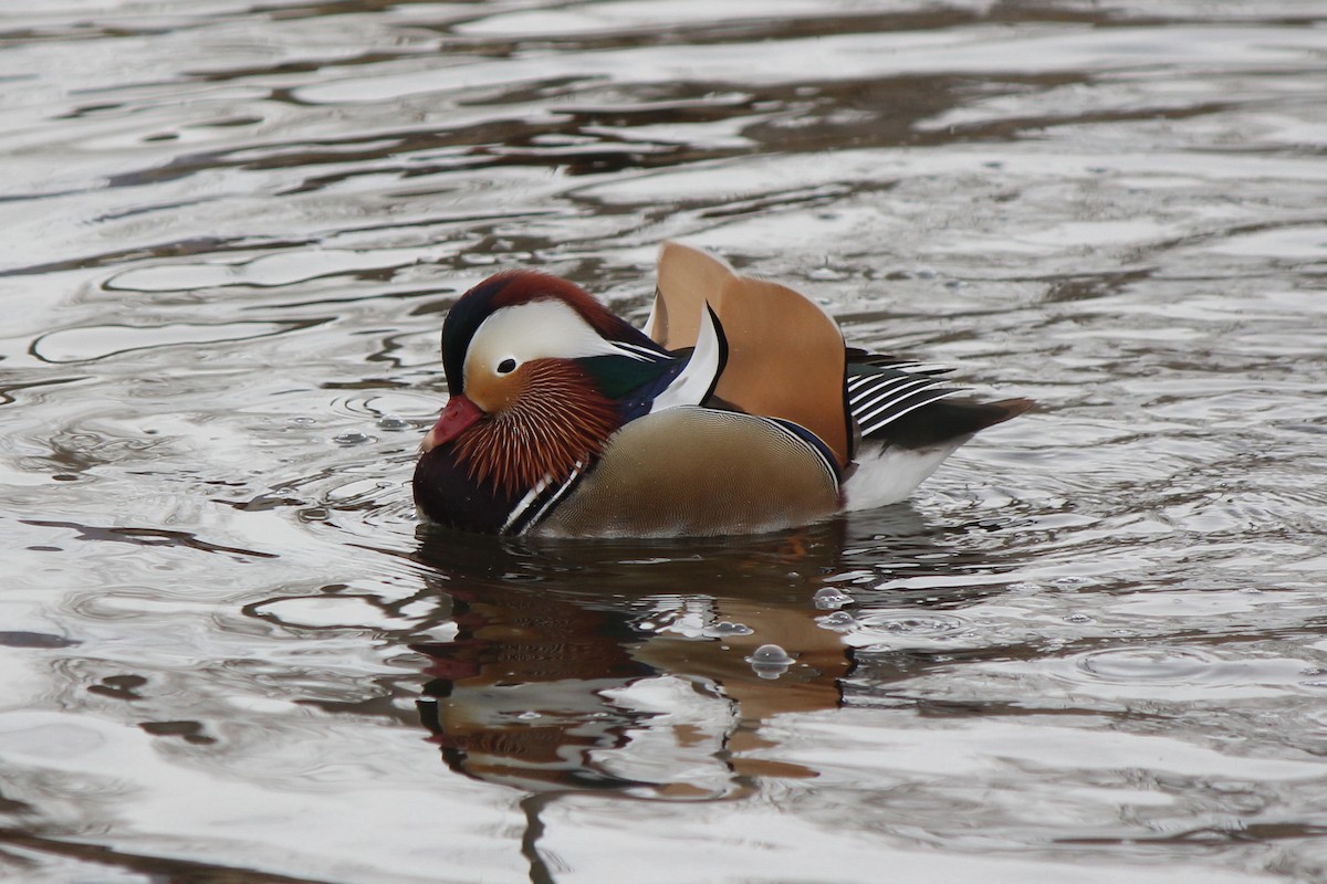 Mandarin Duck - Kenny Frisch