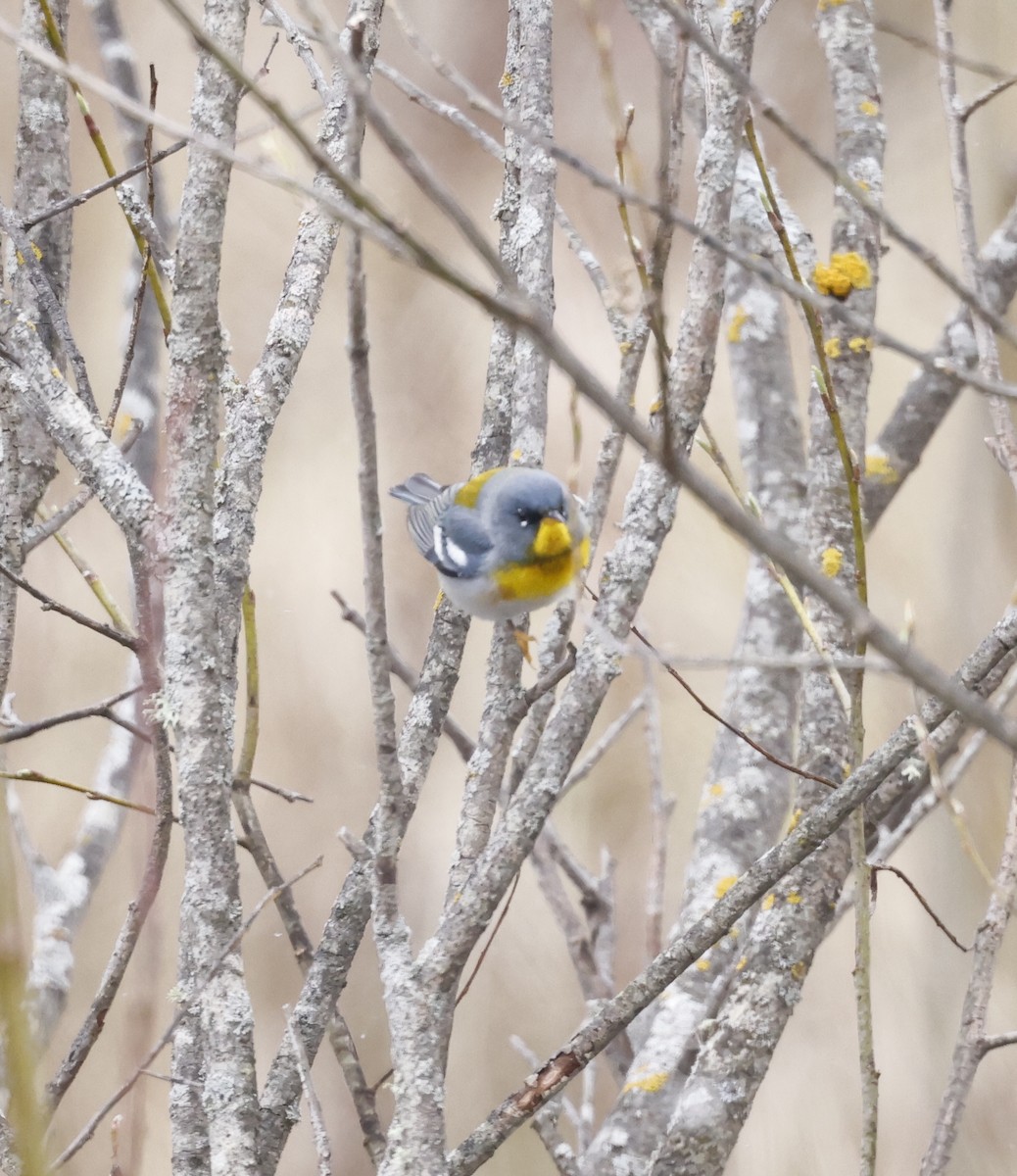 Northern Parula - Scott Sneed