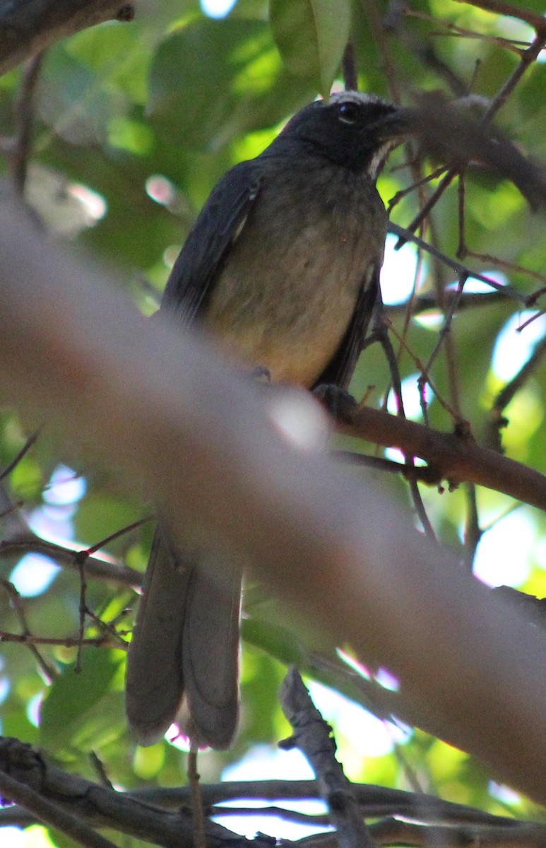 Cinnamon-bellied Saltator - Mario Trejo