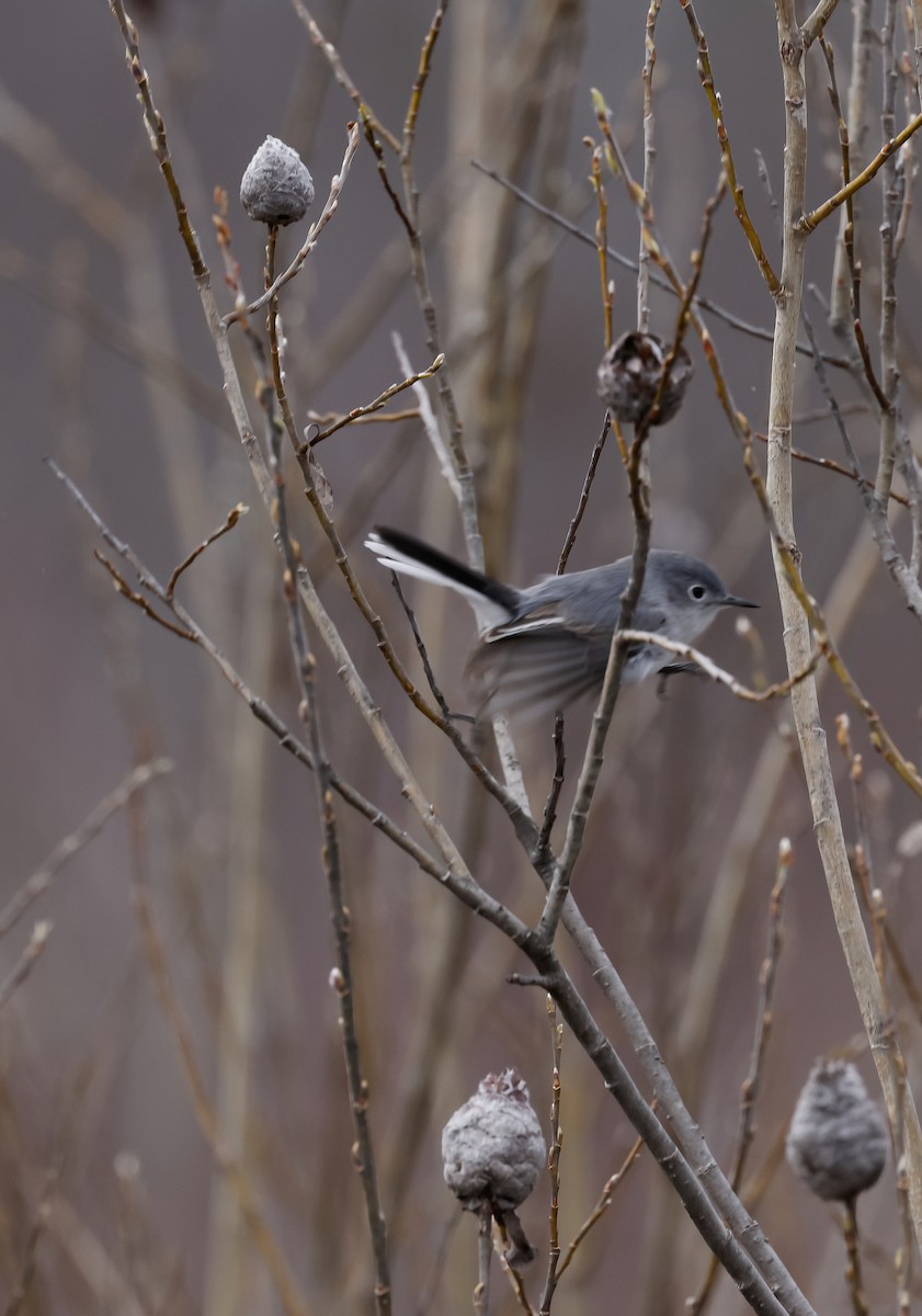 Blue-gray Gnatcatcher - Scott Sneed