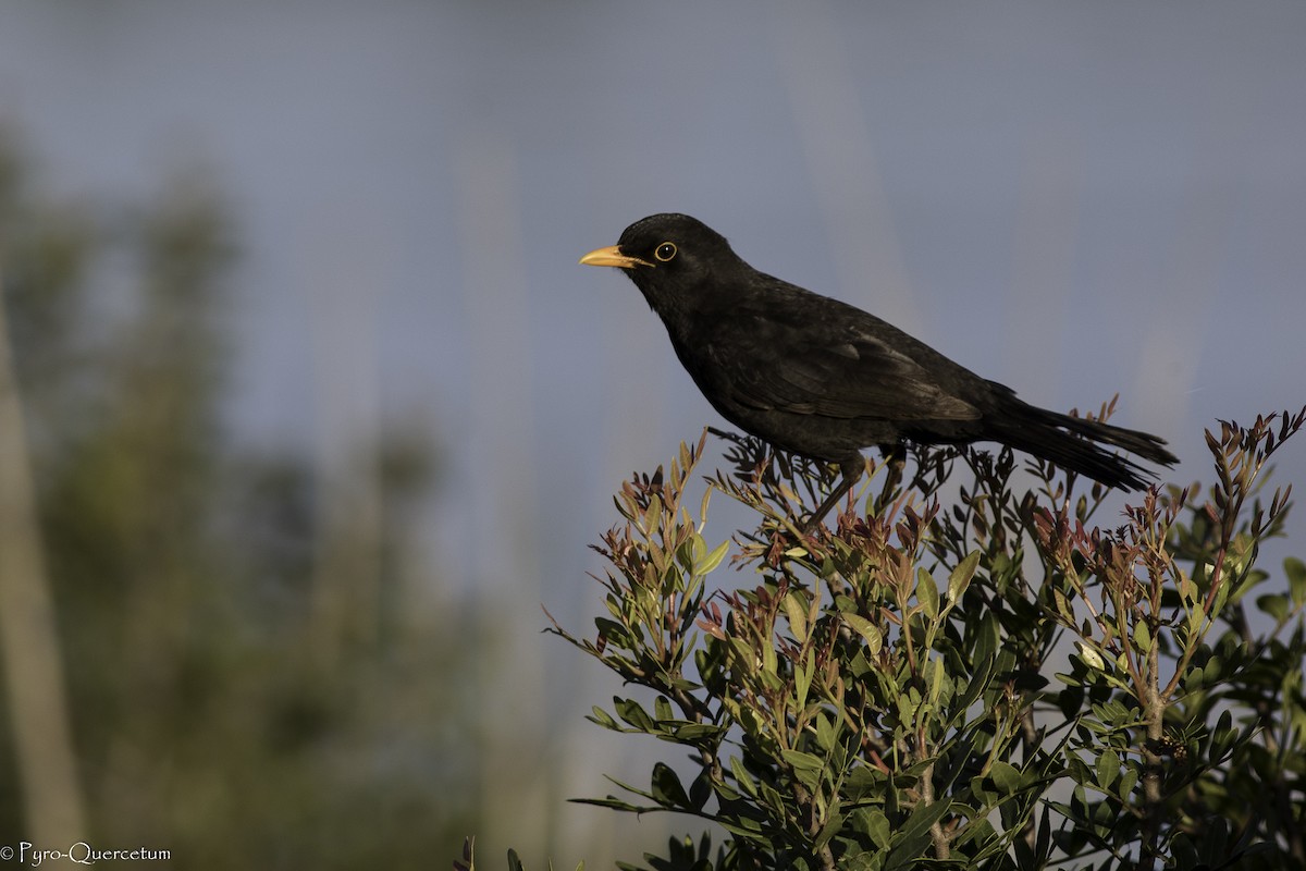 Eurasian Blackbird - ML440587791