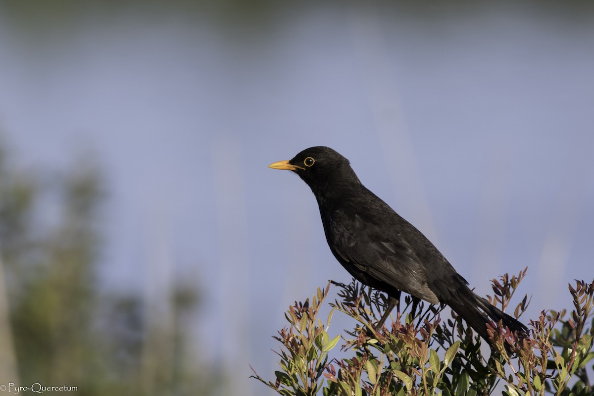 Eurasian Blackbird - ML440587811