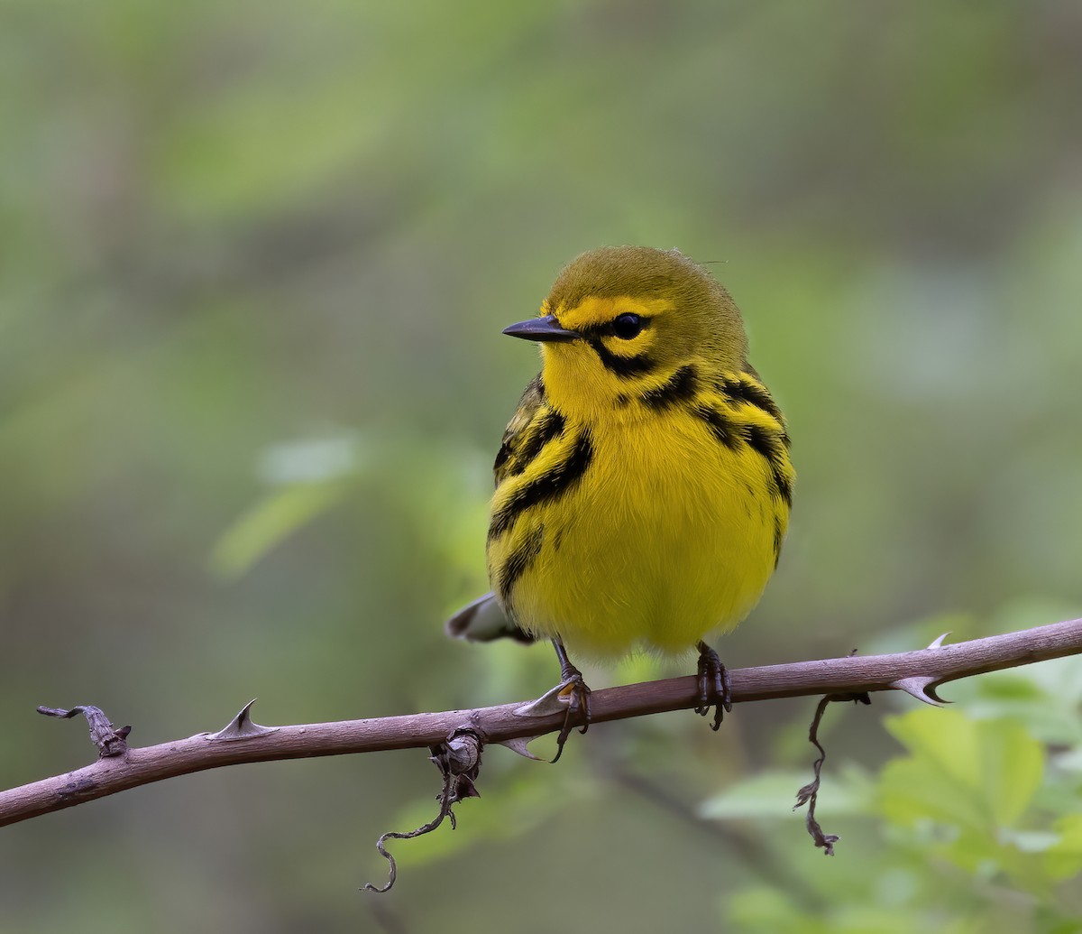 Prairie Warbler - Josh Cooper