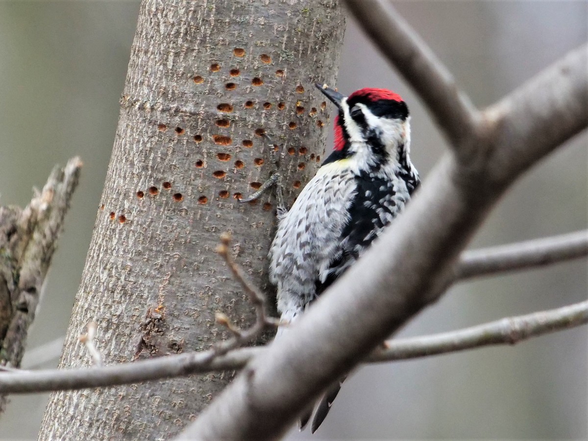 Yellow-bellied Sapsucker - Richard Pariseau