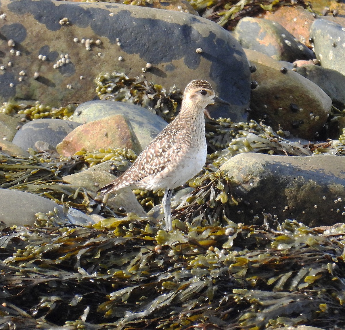 Pacific Golden-Plover - ML440590141