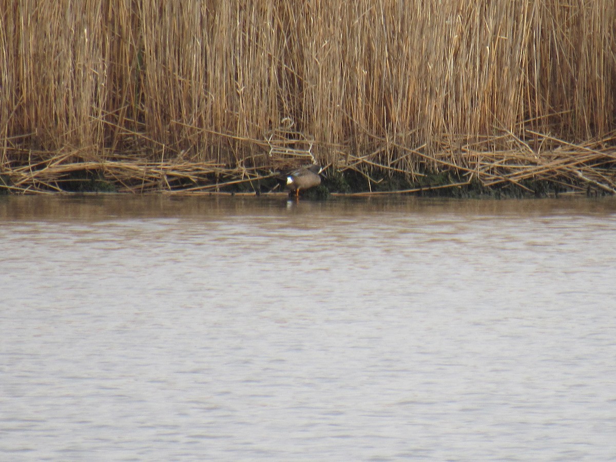Blue-winged Teal - ML440590831