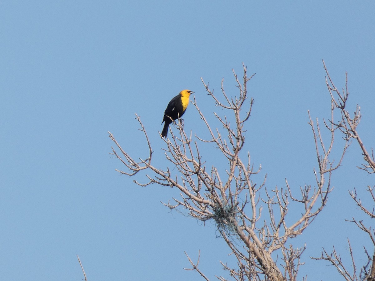 Yellow-headed Blackbird - ML440591091