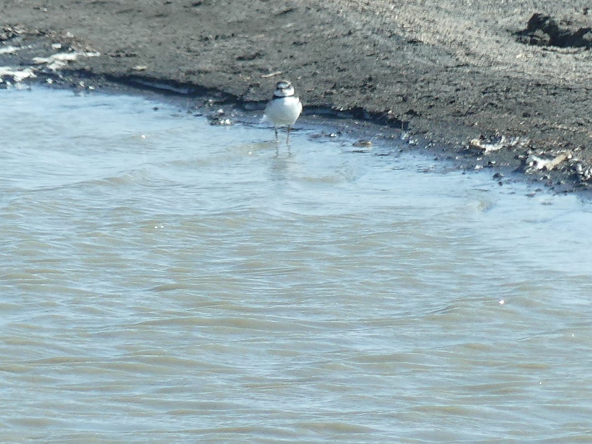 Semipalmated Plover - ML440591101