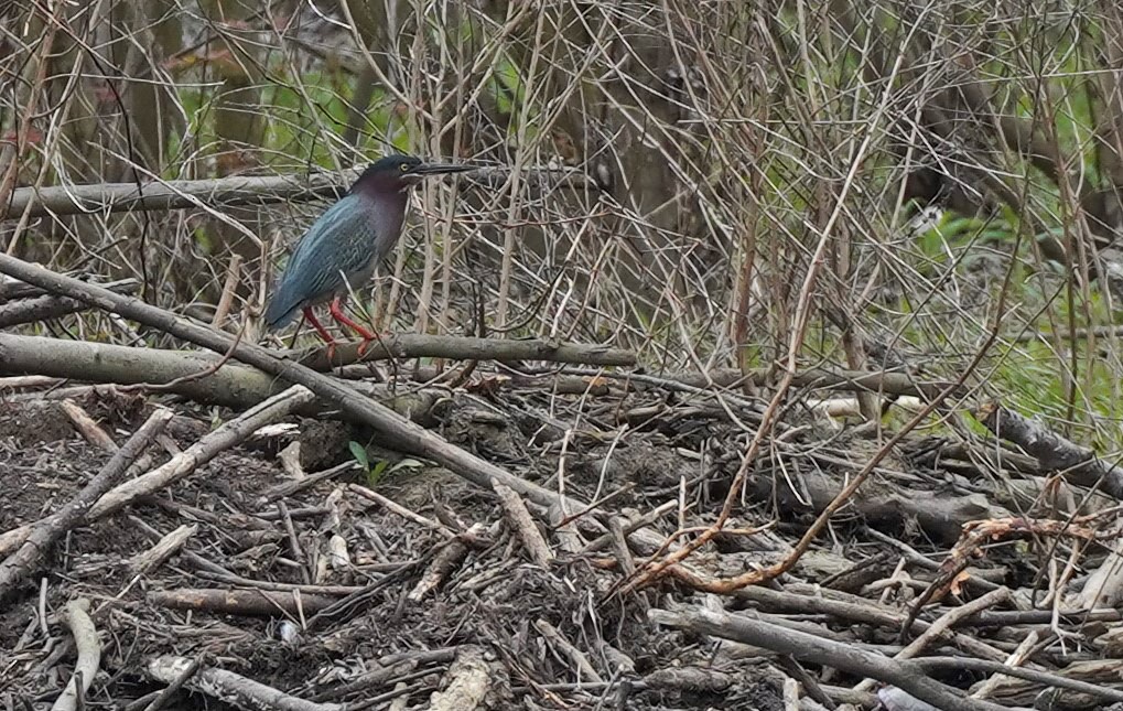 Green Heron - ML440591511