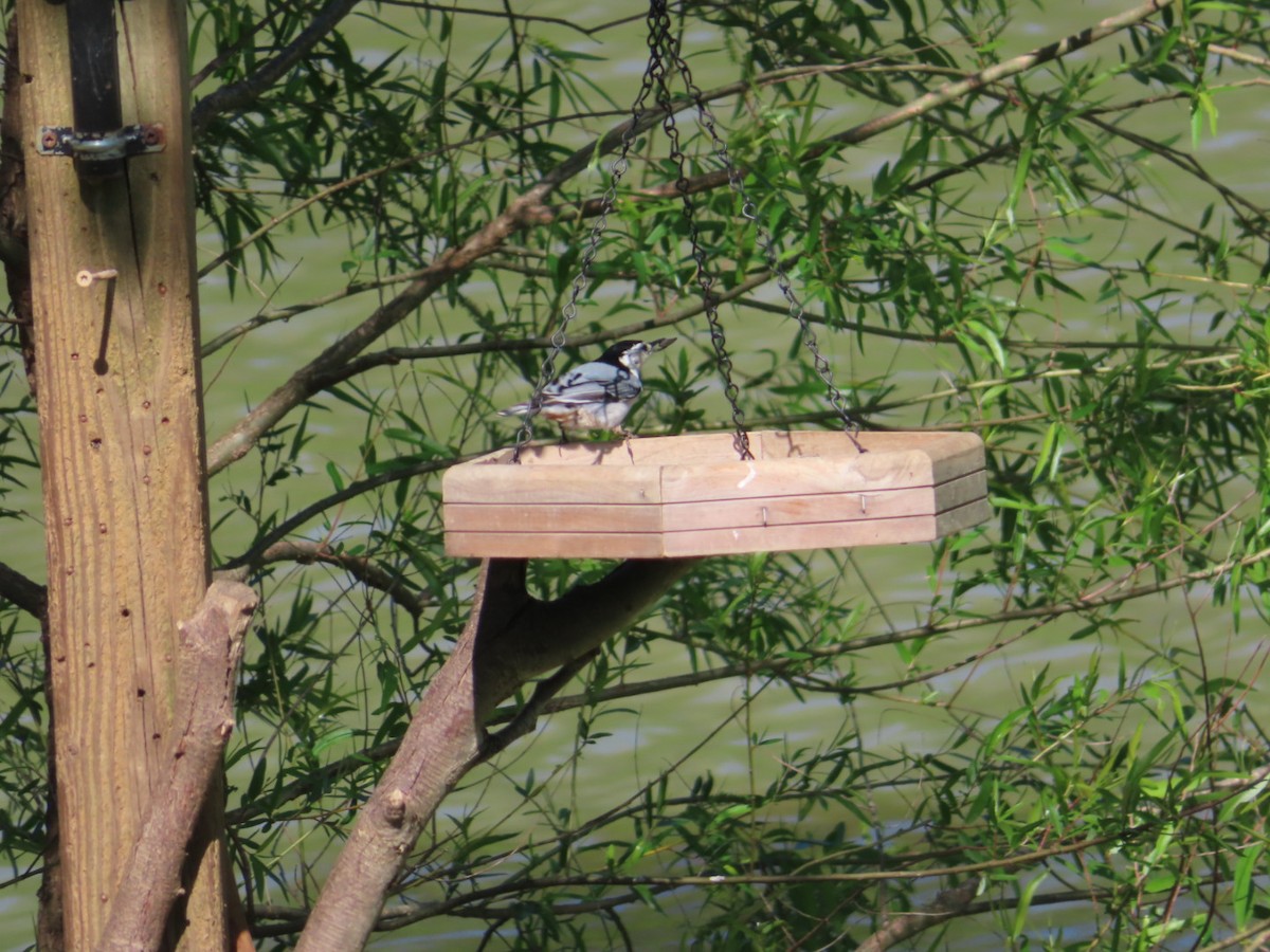 White-breasted Nuthatch - ML440592311