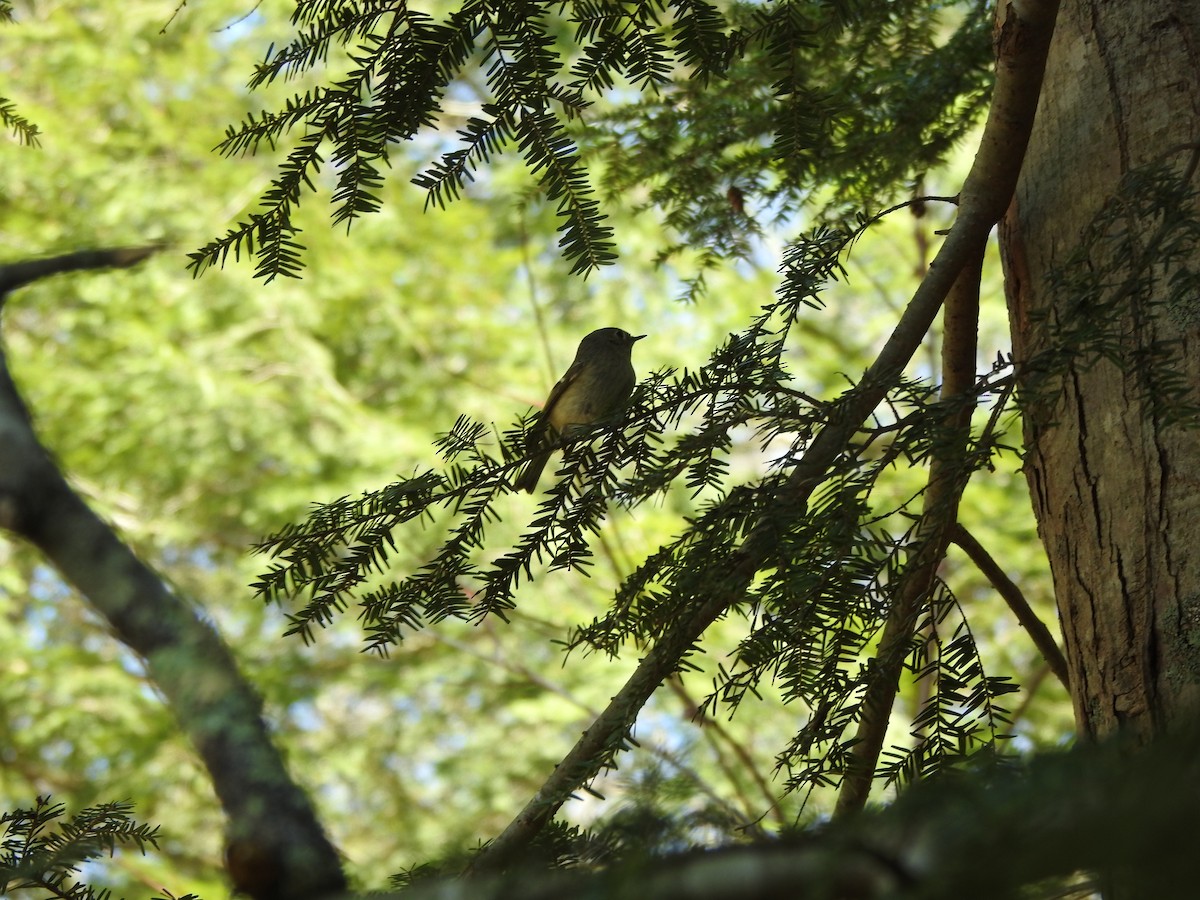 Ruby-crowned Kinglet - ML440592351