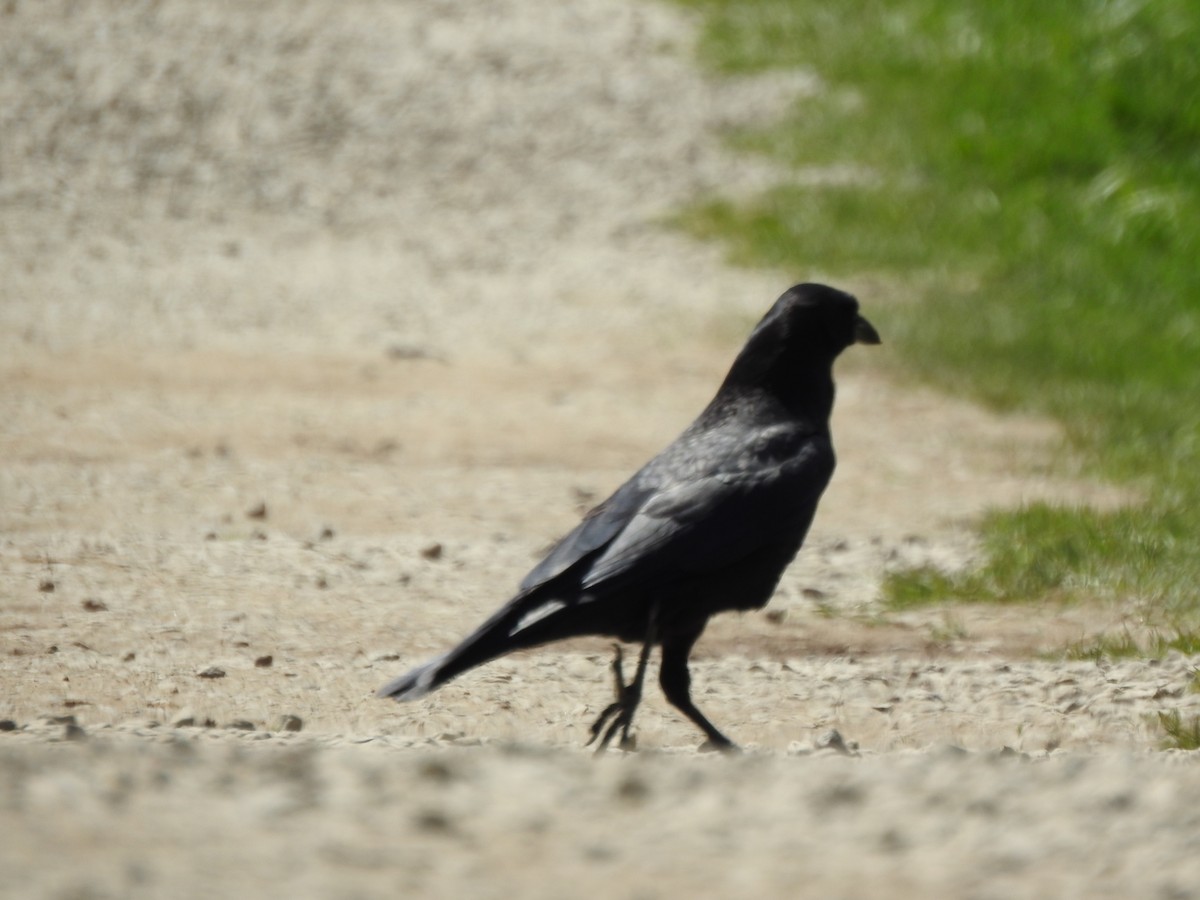American Crow - ML440593671