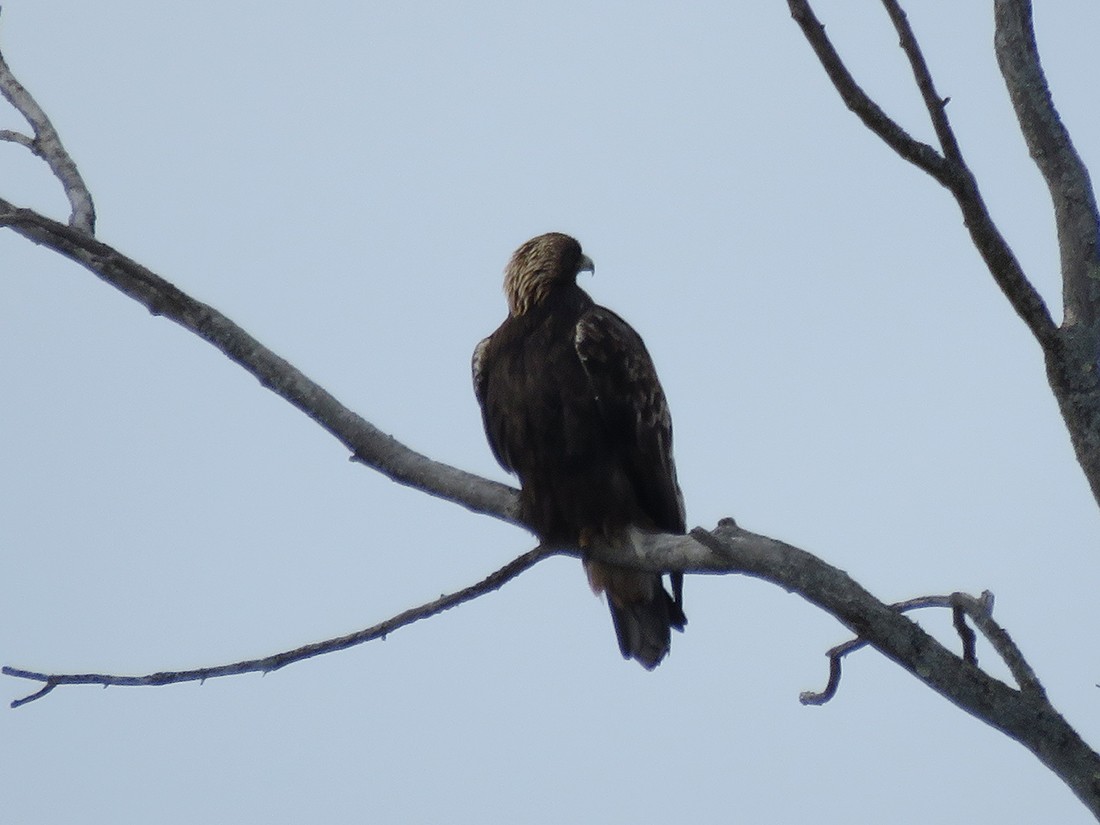 Golden Eagle - ML44059581