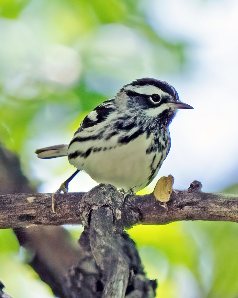 Black-and-white Warbler - ML440595901