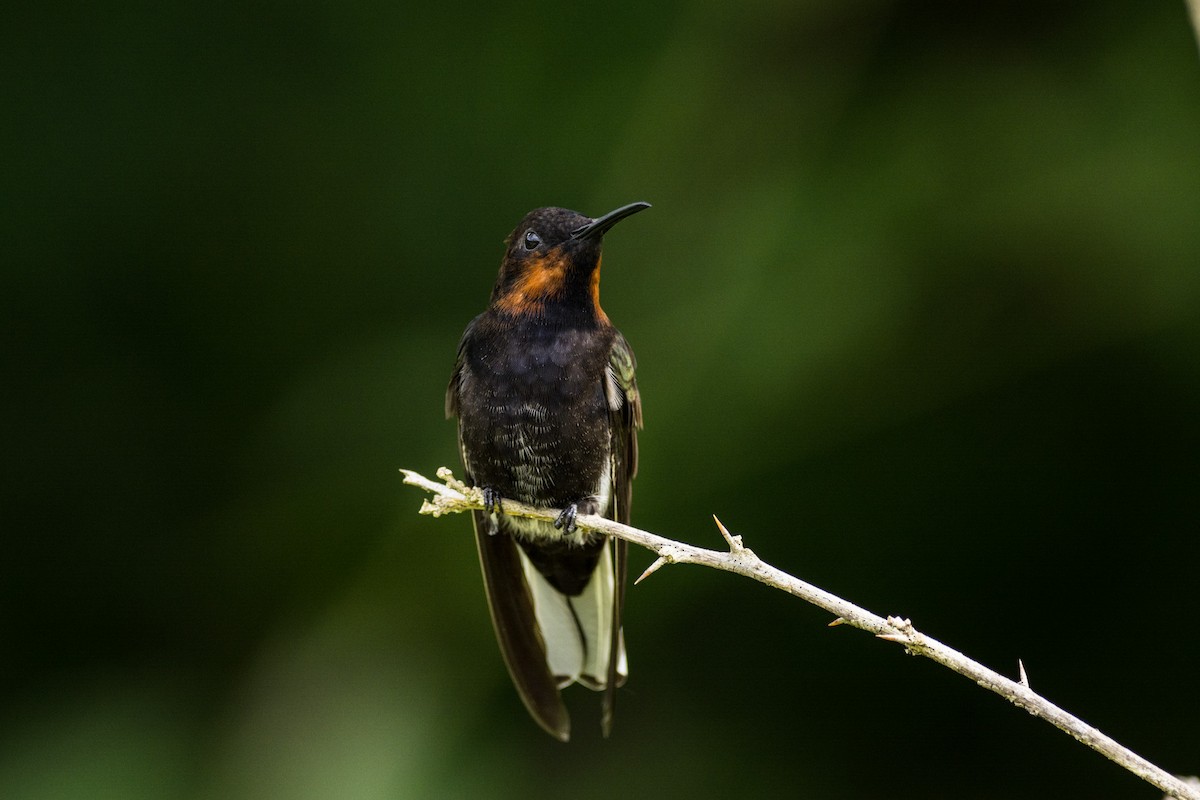 kolibřík černobílý - ML440597261