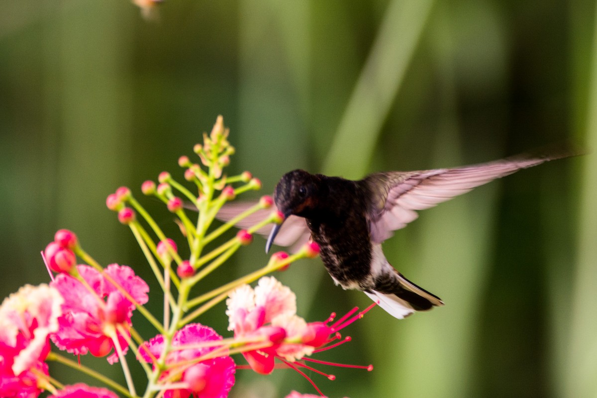 Colibrí Negro - ML440597281