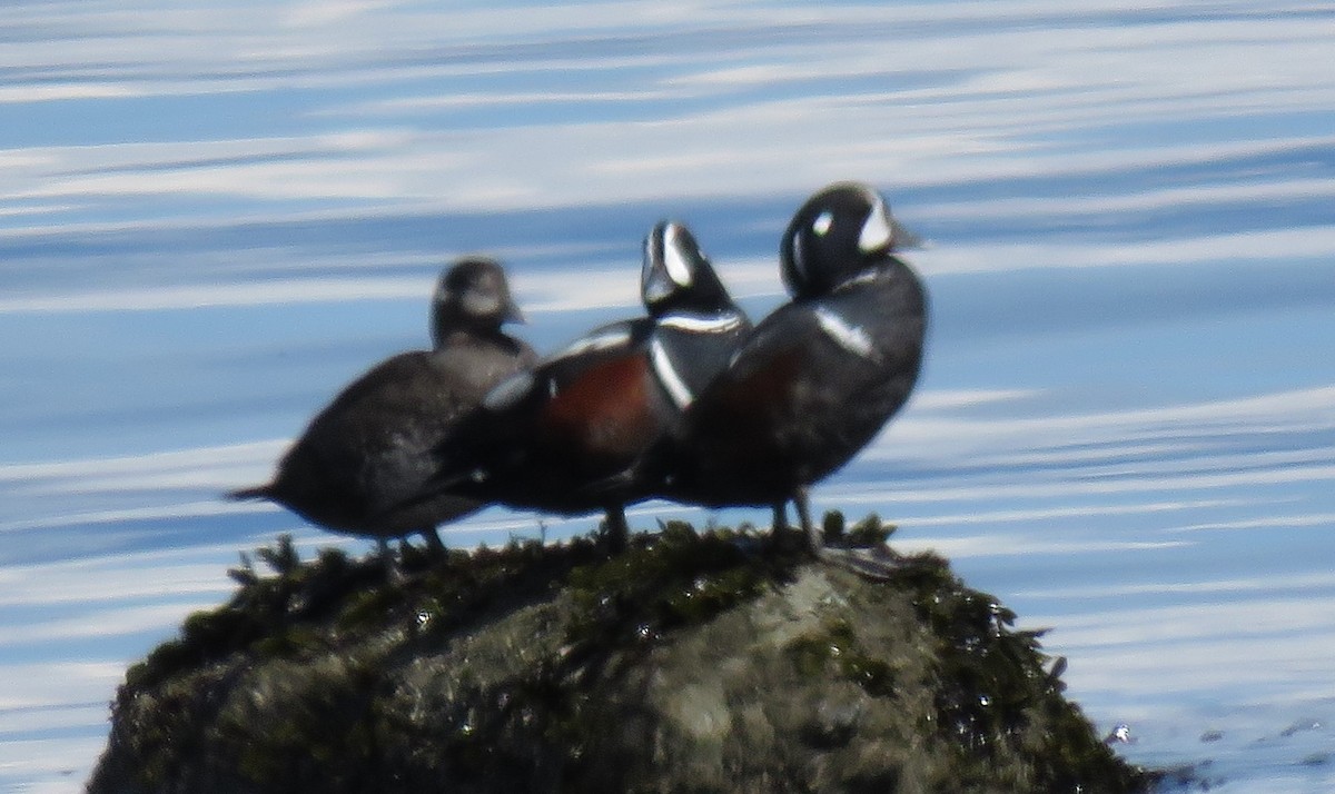 Harlequin Duck - Kathryn Clouston