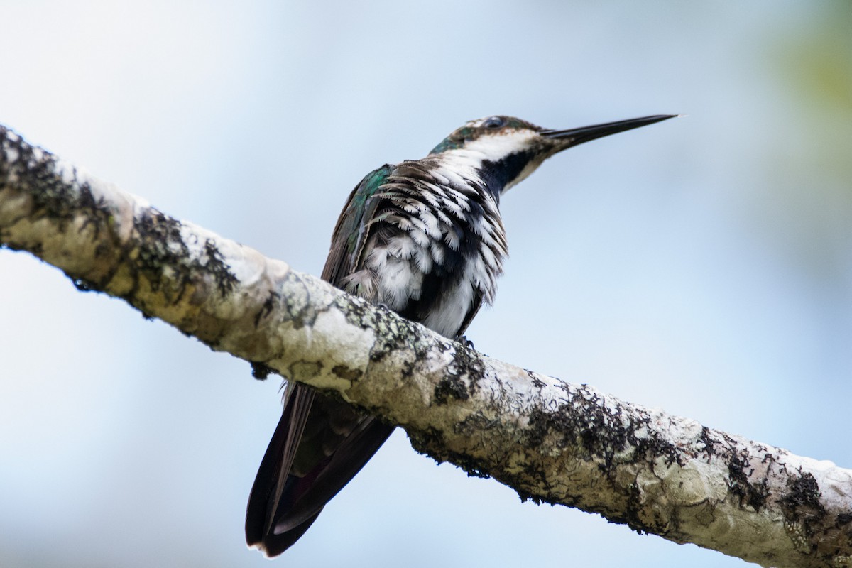 Black-throated Mango - ML440597791