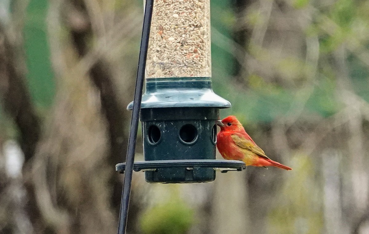 Summer Tanager - ML440598551