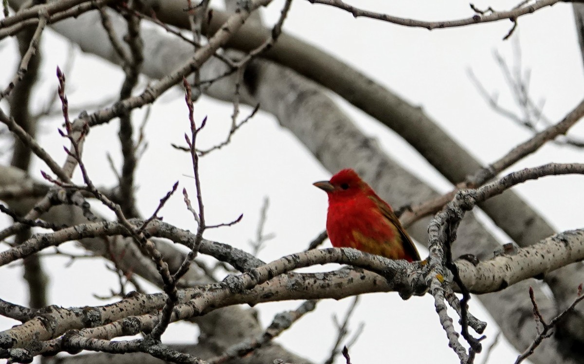 Summer Tanager - ML440598561