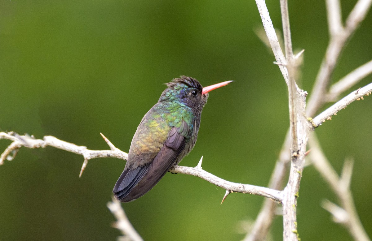 Colibri azuré - ML440598641